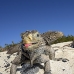 iguana_cuban_jar_v_2136_cub5252.jpg